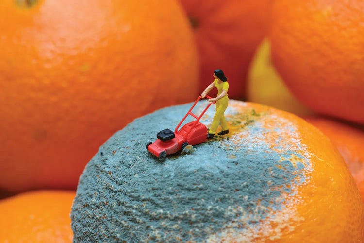 Mold Mower by Tiny Wasteland wall art