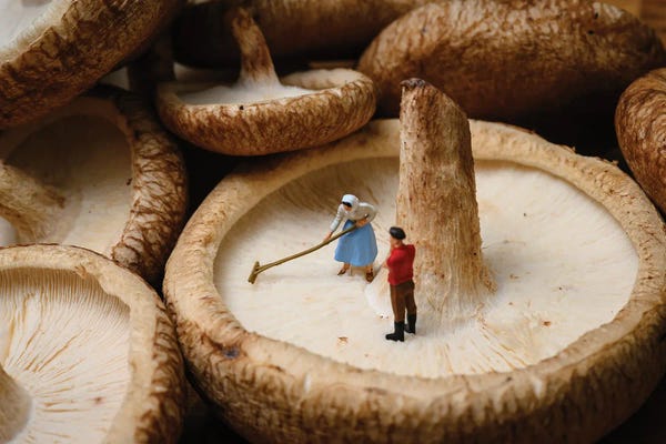 Action Figures: Zen Mushroom by Tiny Wasteland