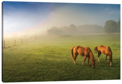 Horses In Pasture, Michigan. Canvas Art Print