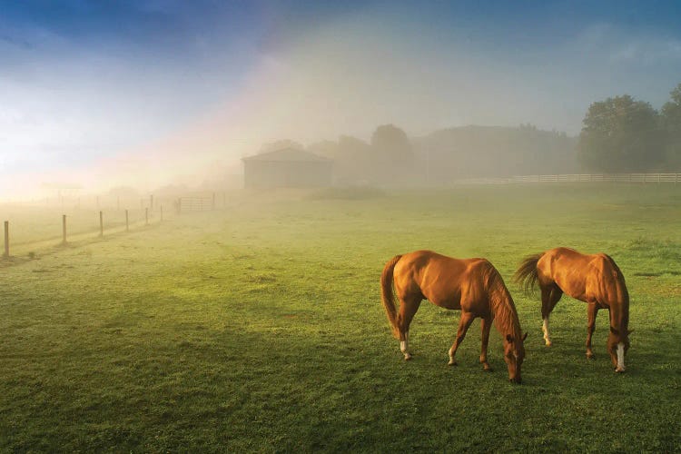 Horses In Pasture, Michigan.