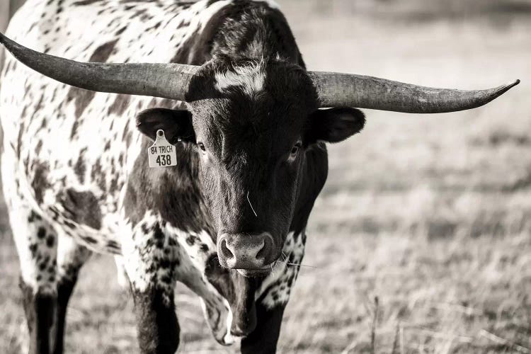 Longhorn Portrait by Tyler Stockton wall art