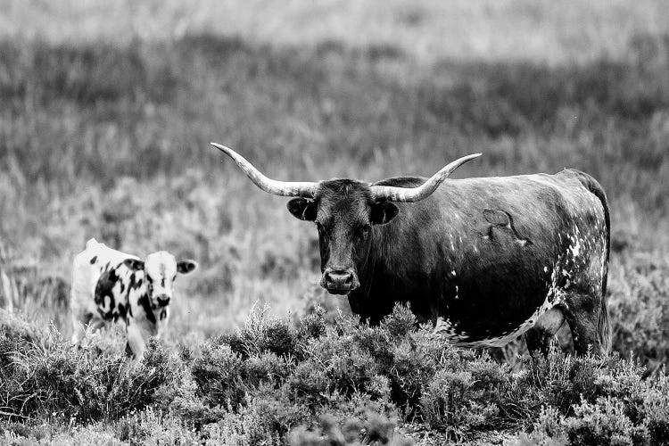 B&W Longhorn II