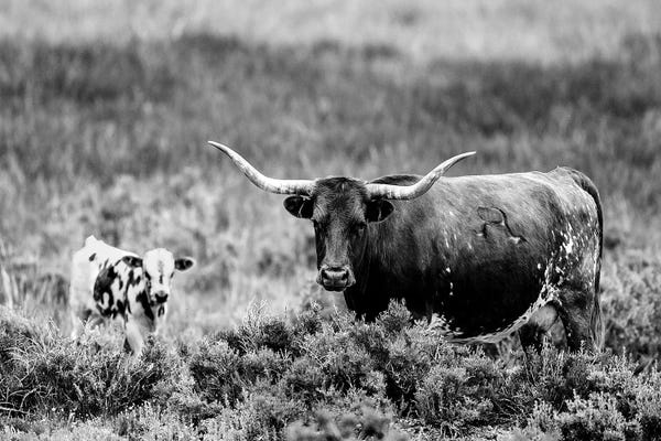 Baby Animals: B&W Longhorn II by Tyler Stockton