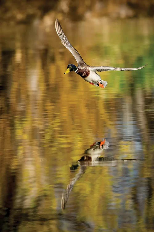 Mallard Flight II by Tyler Stockton wall art