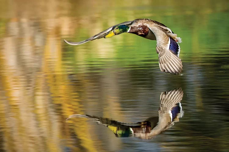 Mallard Flight III by Tyler Stockton wall art