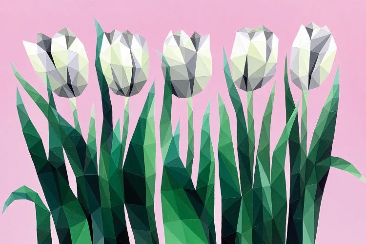 White Tulips On Pink