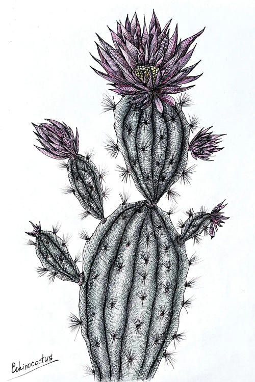 Cactus With Pink Flowers
