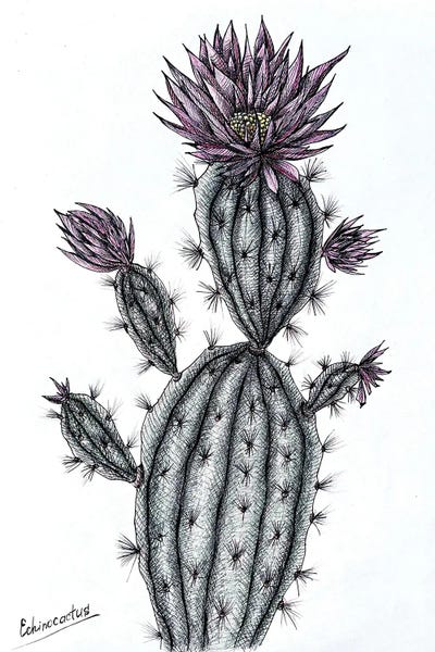 Cacti: Cactus With Pink Flowers by Maria Tuzhilkina