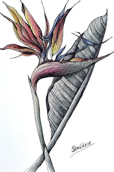 Orange Strelitzia Drawing by Maria Tuzhilkina canvas print