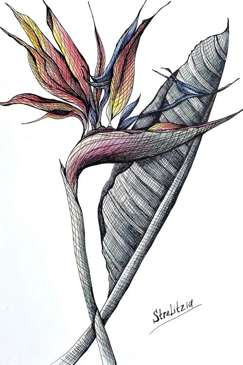 Orange Strelitzia Drawing