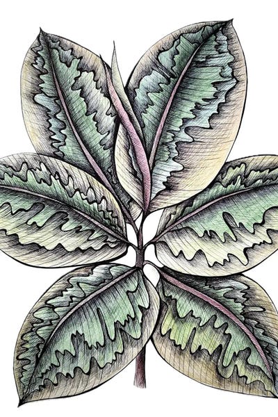Maria Tuzhilkina: Ficus Leaves, Botanical Print, Ficus Leaves Graphics, Living Room Decor by Maria Tuzhilkina
