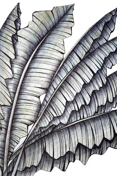 Banana Leaves, Tropics, Graphics, Living Room Decor by Maria Tuzhilkina canvas print