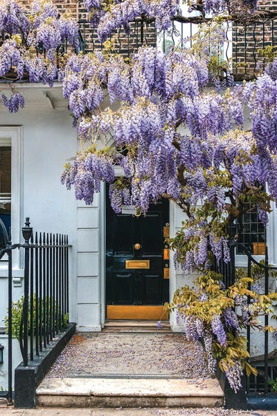 The Urbanteller: Wysteria IV by The Urbanteller