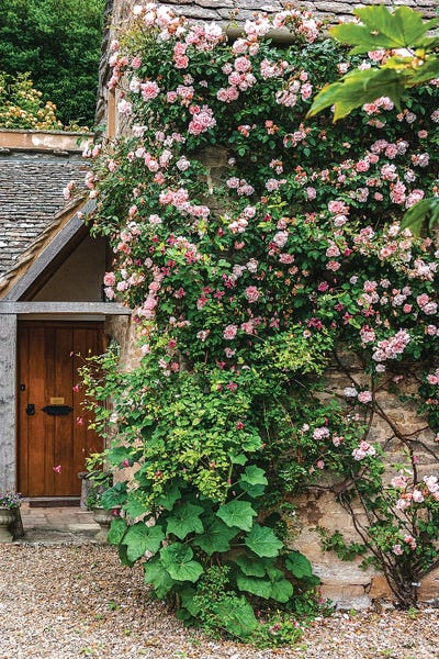 La Vie En Rose by The Urbanteller framed canvas print