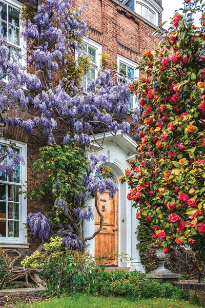 Out & About: Wysteria I by The Urbanteller