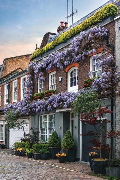 The Urbanteller: Wysteria II by The Urbanteller