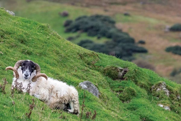 Rams: Lanard Blackface Ram On The Fanad Peninsula, Ireland by Chuck Haney