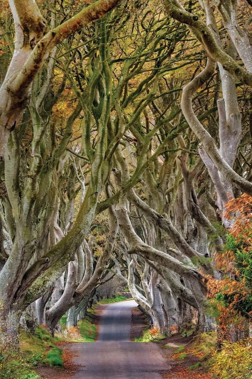 The Dark Hedges In County Antrim, Northern Ireland