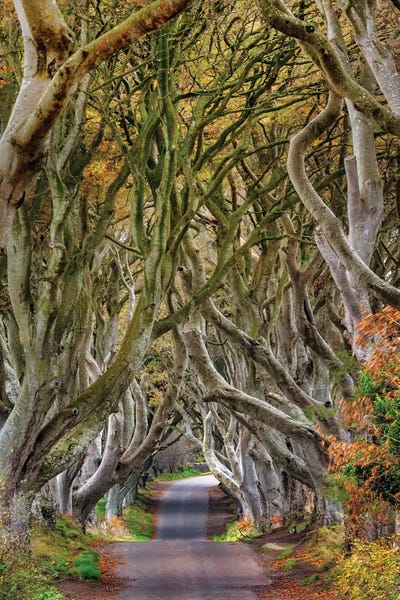Northern Ireland: The Dark Hedges In County Antrim, Northern Ireland by Chuck Haney