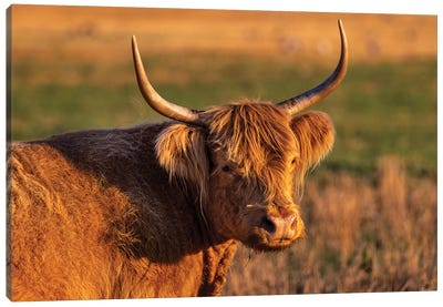 Highland Cattle In The Flathead Valley, Montana, USA Canvas Art Print - Chuck Haney