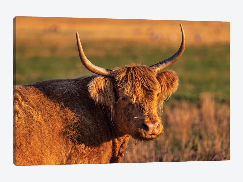 Highland Cattle In The Flathead Valley, Montana, USA by Chuck Haney 1-piece Canvas Wall Art