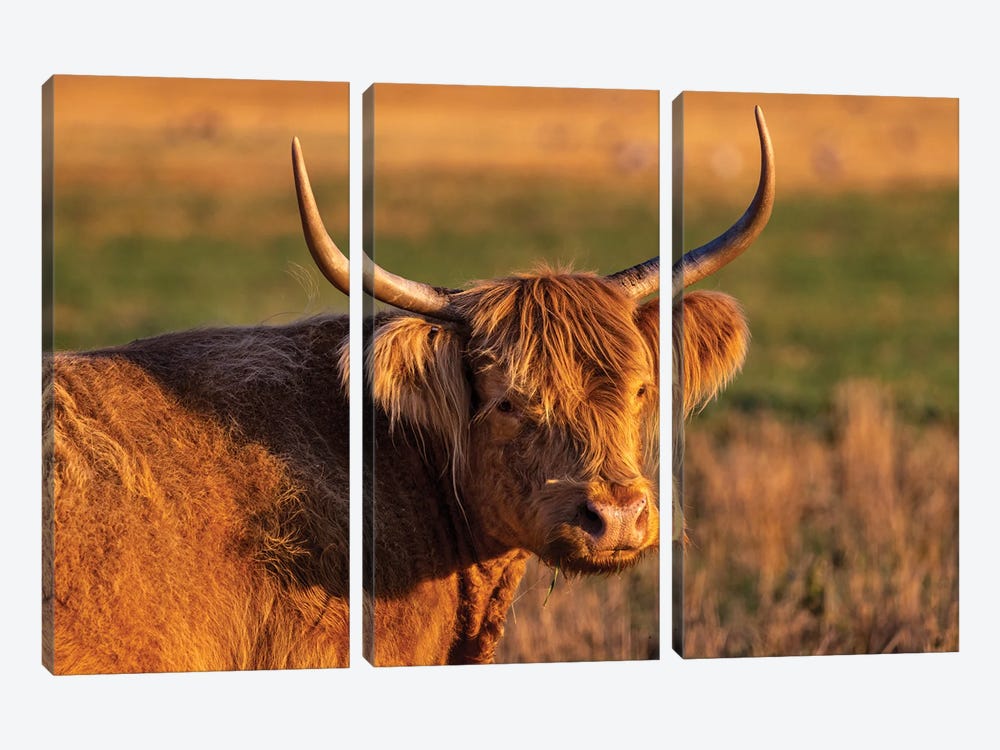 Highland Cattle In The Flathead Valley, Montana, USA by Chuck Haney 3-piece Canvas Wall Art