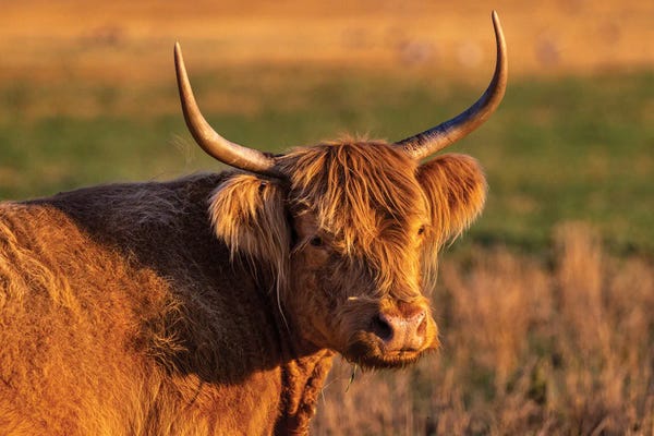 Montana: Highland Cattle In The Flathead Valley, Montana, USA by Chuck Haney