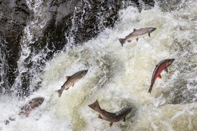 Spawning Coho Salmon Swimming Upstream On The Nehalem River In The Tillamook State Forest, Oregon, USA by Chuck Haney canvas print