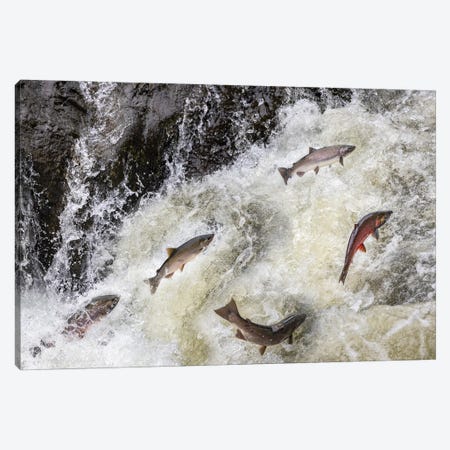 Spawning Coho Salmon Swimming Upstream On The Nehalem River In The Tillamook State Forest, Oregon, USA Canvas Print #UCK117} by Chuck Haney Art Print