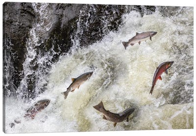 Spawning Coho Salmon Swimming Upstream On The Nehalem River In The Tillamook State Forest, Oregon, USA Canvas Art Print - Chuck Haney