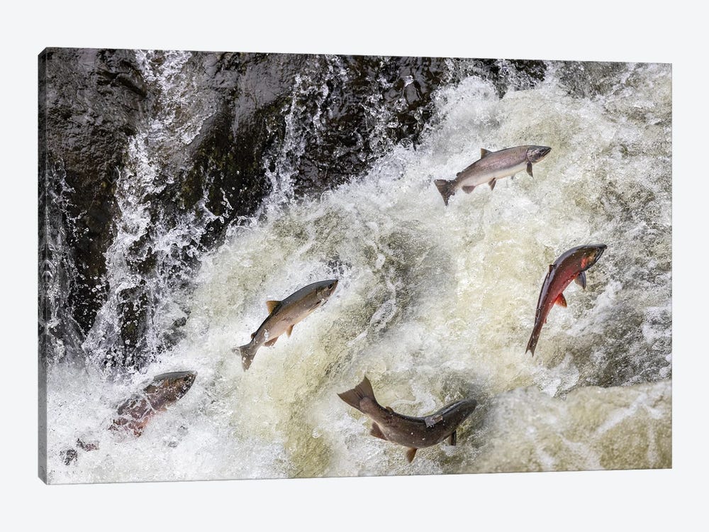 Spawning Coho Salmon Swimming Upstream On The Nehalem River In The Tillamook State Forest, Oregon, USA by Chuck Haney 1-piece Canvas Art