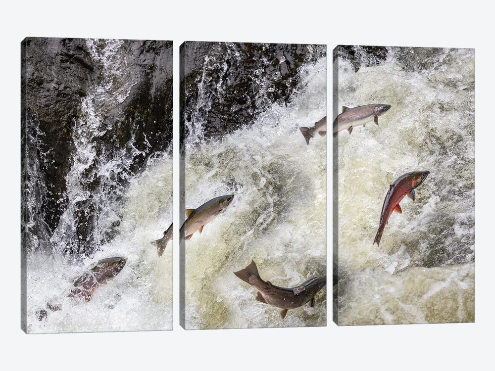 Spawning Coho Salmon Swimming Upstream On The Nehalem River In The Tillamook State Forest, Oregon, USA by Chuck Haney 3-piece Canvas Artwork