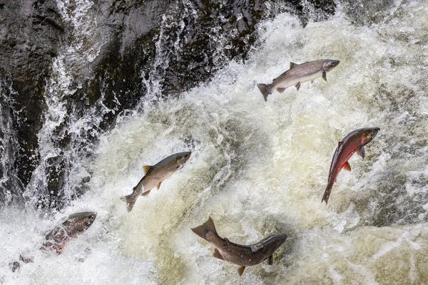 Salmon: Spawning Coho Salmon Swimming Upstream On The Nehalem River In The Tillamook State Forest, Oregon, USA by Chuck Haney