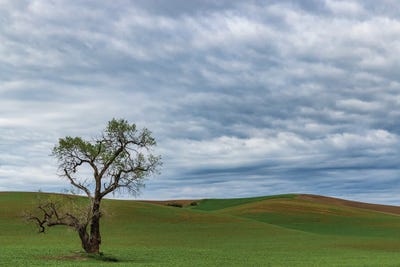 Lone Tree In Lentil Field Near Steptoe, Washington State, USA by Chuck Haney canvas print