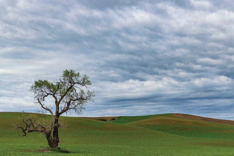 Lone Tree In Lentil Field Near Steptoe, Washington State, USA