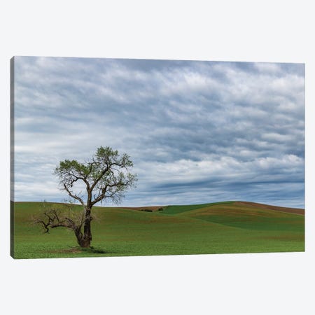 Lone Tree In Lentil Field Near Steptoe, Washington State, USA Canvas Print #UCK120} by Chuck Haney Canvas Print
