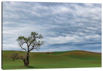 Lone Tree In Lentil Field Near Steptoe, Washington State, USA Canvas Art Print - Chuck Haney