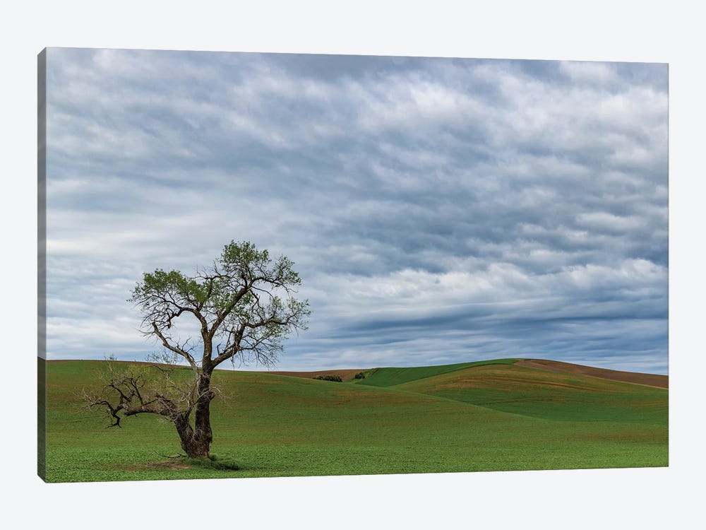 Lone Tree In Lentil Field Near Steptoe, Washington State, USA by Chuck Haney 1-piece Canvas Art