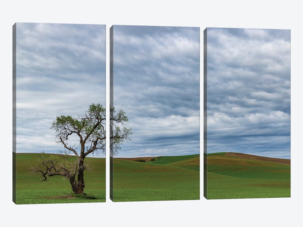 Lone Tree In Lentil Field Near Steptoe, Washington State, USA by Chuck Haney 3-piece Canvas Artwork
