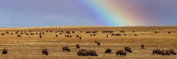 Rainbow Over The Blackfeet Nation Bison Herd Near Browning, Montana, USA