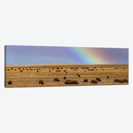 Rainbow Over The Blackfeet Nation Bison Herd Near Browning, Montana, USA Canvas Print #UCK121} by Chuck Haney Canvas Print