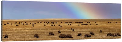 Rainbow Over The Blackfeet Nation Bison Herd Near Browning, Montana, USA Canvas Art Print - Chuck Haney
