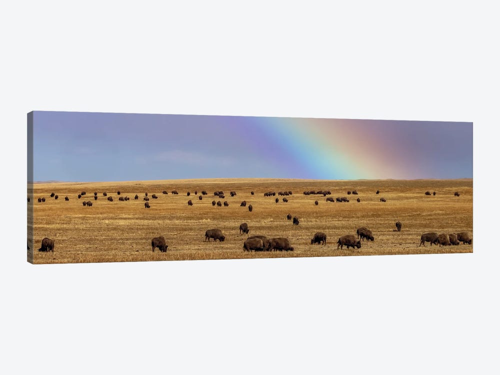 Rainbow Over The Blackfeet Nation Bison Herd Near Browning, Montana, USA by Chuck Haney 1-piece Canvas Print