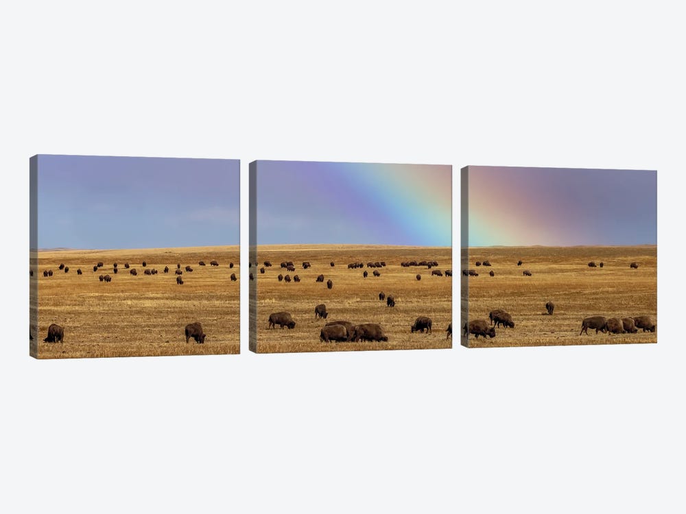 Rainbow Over The Blackfeet Nation Bison Herd Near Browning, Montana, USA by Chuck Haney 3-piece Canvas Art Print