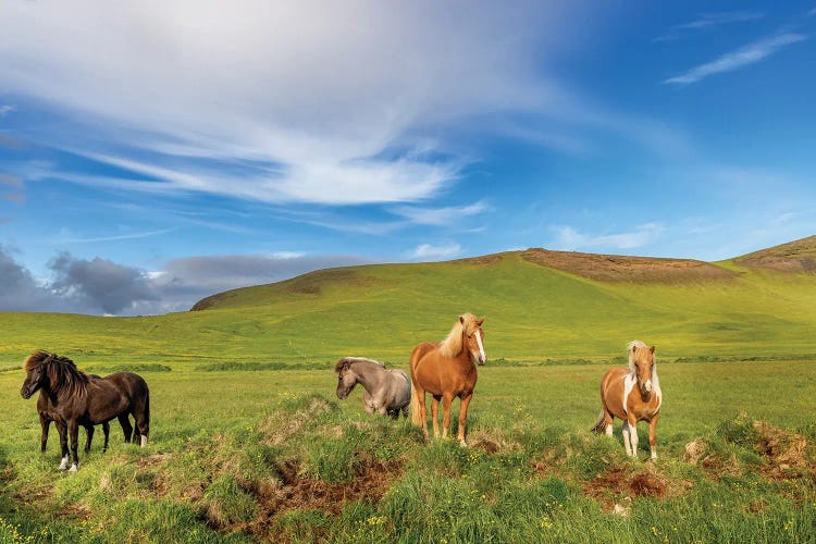 Icelandic Horses Near Vik, Iceland by Chuck Haney wall art