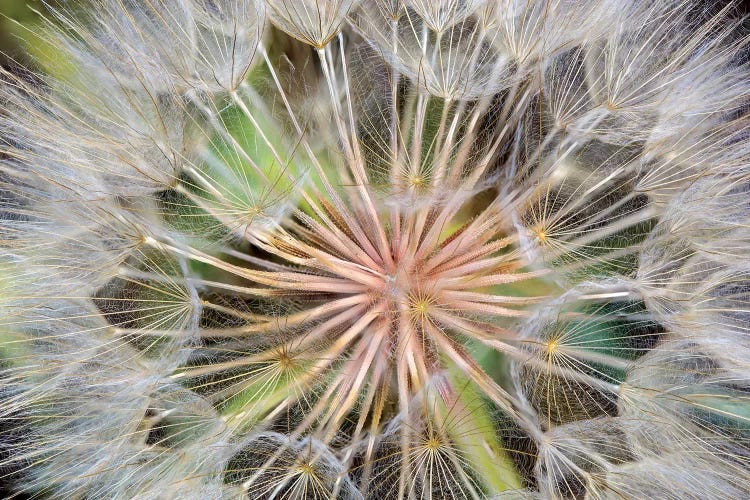 Goatsbeard (Western Salsify) Seedhead In Zoom, Whitefish, Flathead County, Montana, USA