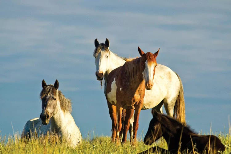 Nokota Horses, Theodore Roosevelt National Park, North Dakota, USA