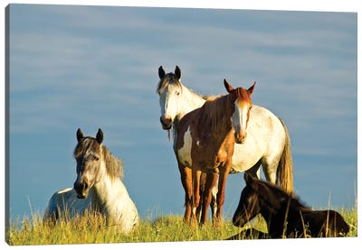 Nokota Horses, Theodore Roosevelt National Park, North Dakota, USA Canvas Art Print - Chuck Haney