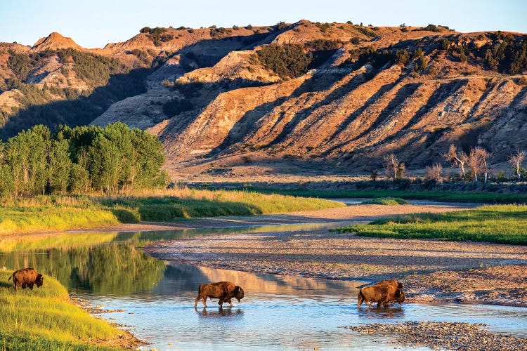 Group Of Roaming Bison (American Buffalo), Little Missouri River, Theodore Roosevelt National Park, North Dakota, USA