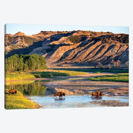 Group Of Roaming Bison (American Buffalo), Little Missouri River, Theodore Roosevelt National Park, North Dakota, USA Canvas Print #UCK19} by Chuck Haney Canvas Print